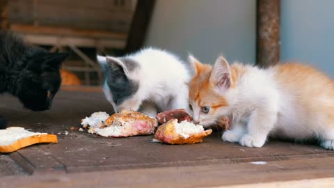 Street Angels: Helping Homeless Kittens Find Nourishment