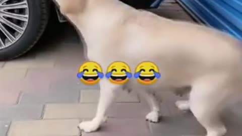 BEST VIDEO REALLY FUNNY DOGGY😂😂😂 VIRAL VIDEO## SHORT CLIP VIDEO