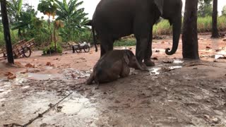 ตอนที่ 3 ได้เวลาเเปลงร่างเเล้ว พลายดาวมงคล baby elephant