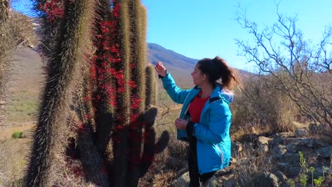 PARÁSITOS de plantas en el jardín y huerto (el QUINTRAL