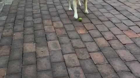 Golden dog trying to get green ball in slo mo