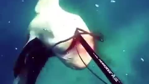 Shark attack under water