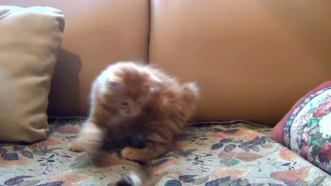 Cute kitty is playing