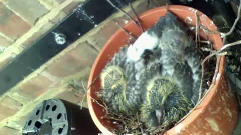 Planted, by Pepz plus Baby birds relax and get fed