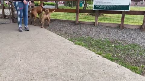 German Shepherd Attacks Pitbull [OFF LEASH DOG PARK]