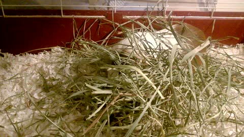 Guinea Pig in Hay