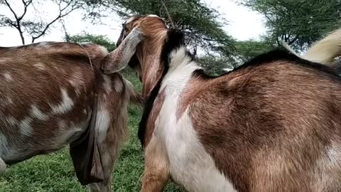 New animals goat metting super goat बकरी और बकरा की मीटिंग /*subscribe/* karna