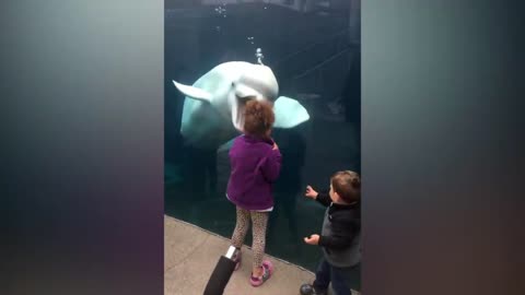 Funny video of Kids and whale at zoo