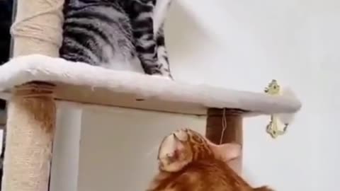 Funniest Cat Videos That Make Your Day Better 😻