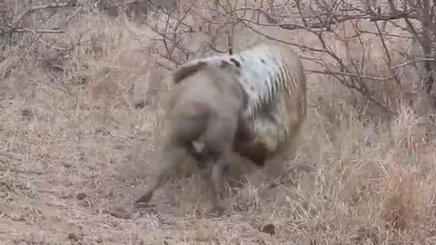 Startling footage of a leopard killing a warthog [Animal Attack]_Cut.mp4