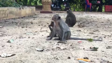 Monkeys sitting waiting for food.