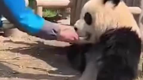 Cute Baby Panda