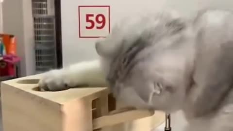 Sweet funny cat video