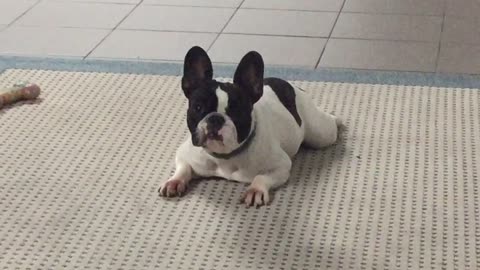 man prepares bulldog for intruders outside