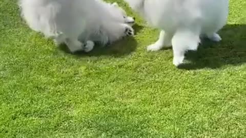 dogs playing together| cute dogs | funny puppy