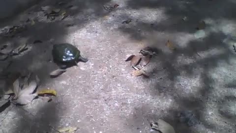 Turtle walks on some leaves in the park, this one must have used turbo... [Nature & Animals]