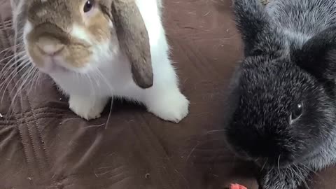 Bunny Steals Strawberry from Friend