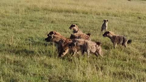 lion kills hyena