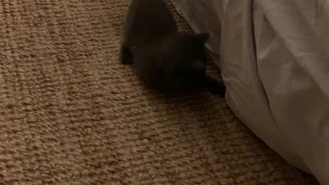 Kittens Play Hide and Seek