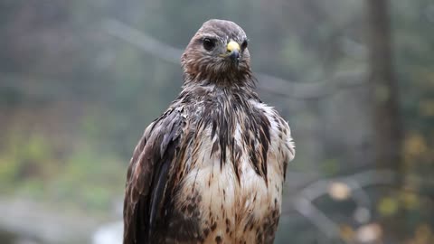 A Wet Hawk in sun