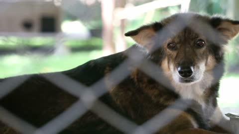 Dogs in shelter behind cage net. Looking and waiting for people to come adopt