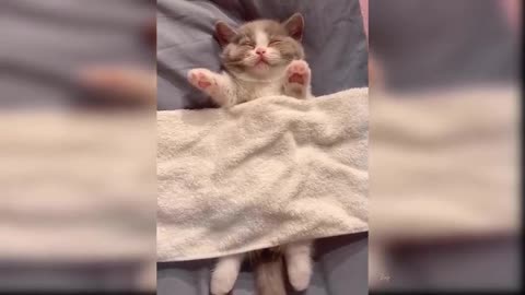 Baby Cats - Cute and Funny Cat Videos Compilation #13 #Shorts