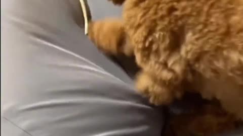 Do not touch other puppies' belly