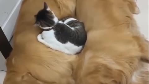 CAT BETWEEN TWO LARGE DOGS.Funny Cute Cats Doing Things Cutest Cats In The World