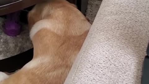 Dog Hates it When Disturbed During Sleeping #Shorts | Funny Dog Video