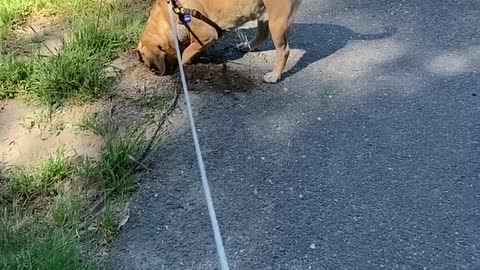 Patrolling the Park, Ragle Regional Park April 2021