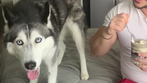 Husky Argues for Ice Cream!