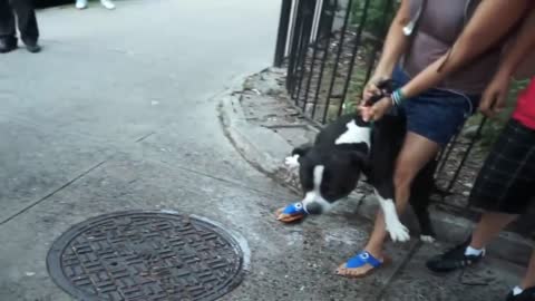 Pitbull attack Dogs - compilation # Pittbull_Attack Dogs (1)