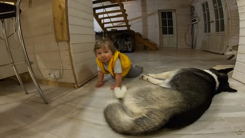 The first baby grown Husky.