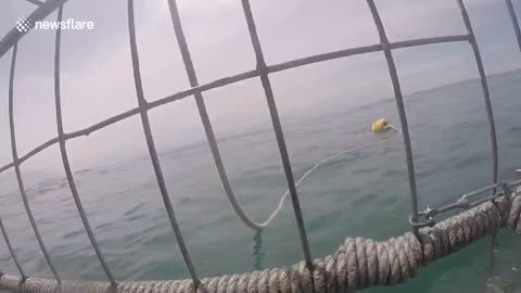 Aggressive great white shark gnaws on cage