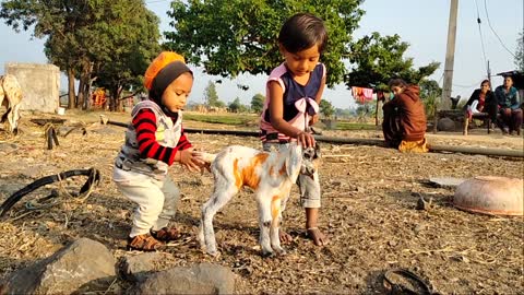 When a Child Caught The Tail Of Goat Baby