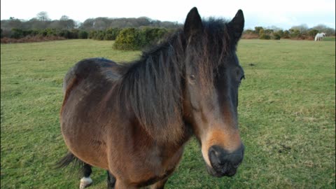 Dartmoor Ponies Portraits Devon Britain