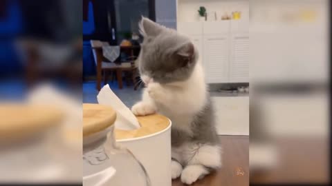 😻😎😻Very cute pets with funny moments😻😎😻