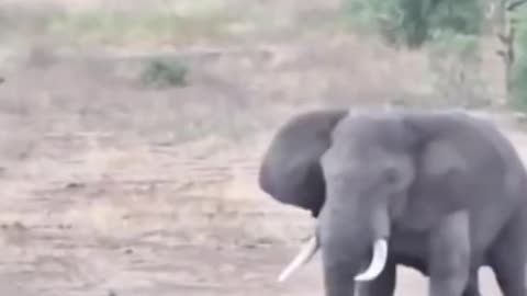 Elephant Vs Rino | Cute Wild Animals