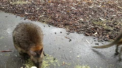 I gave the wallaby couple an ice cream cone!