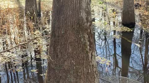 Crawfishing in the swamp