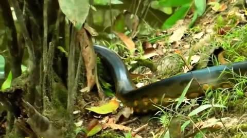 The word longest snake anaconda found in amazon river.check this out