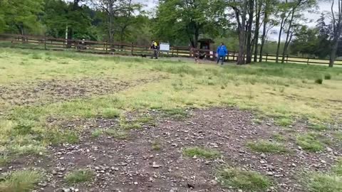 German Shepherd almost destroys Pitbull! [OFF LEASH DOG PARK]