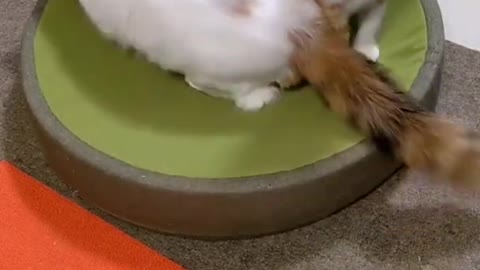 Funny cat kicked to another cat