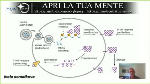 Dott. Michael Palmer - Farmacocinetica e tossicità dell'mRNA dei "vaccini"