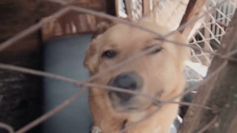 A homeless dog in cage at animal shelter