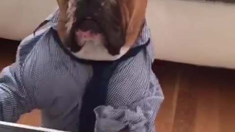 Brown bulldog in dress shirt tie on laptop