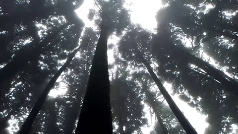 In the pine grove on a rainy day. Darjeeling Pine Gardens.