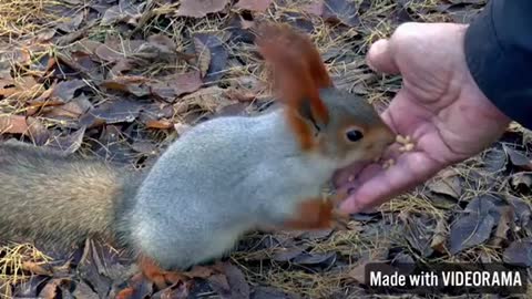 Rabbit hungrily eats all the groundnuts and apple