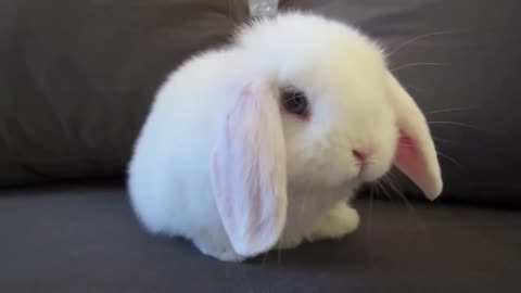 Cute Baby Bunny Washing Her Face