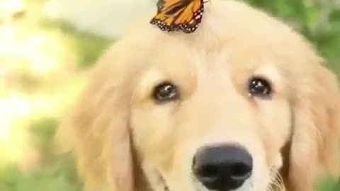 Sweet love with butterfly golden hair